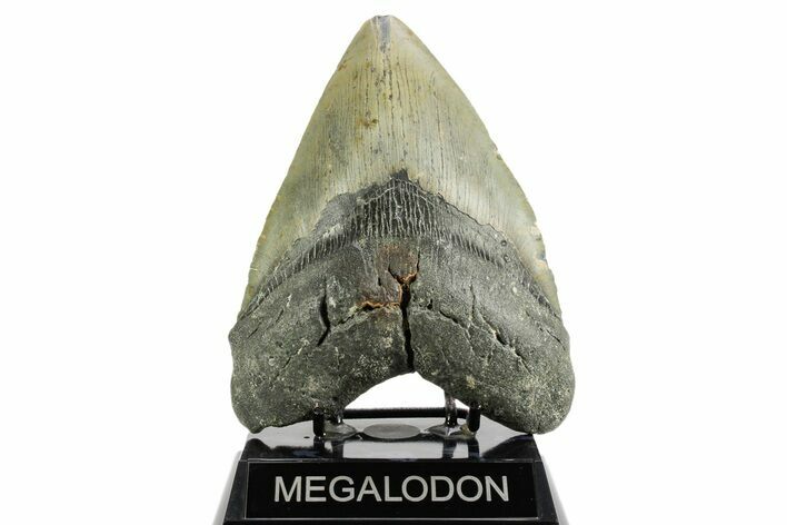Huge, Fossil Megalodon Tooth - North Carolina #361717